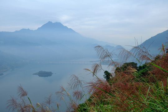 江堰紫坪铺芦苇