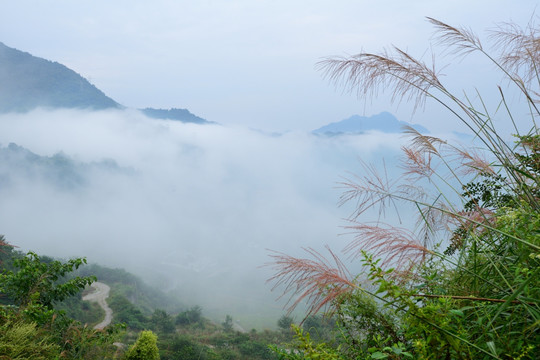 江堰紫坪铺芦苇