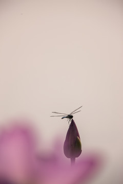 荷花上的蜻蜓 竖片 花苞 暖调
