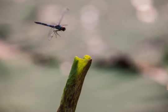 飞舞的蜻蜓 光斑 动感