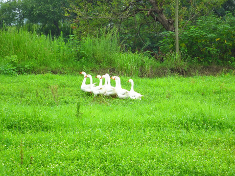 绿草地上的家鹅 大白鹅 土家鹅