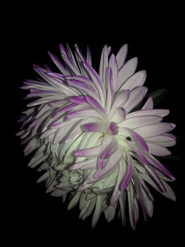 黑夜里盛开的紫尖白翠菊花