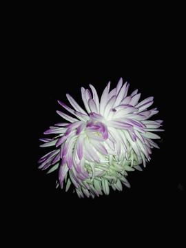 黑夜里盛开的紫尖白翠菊花