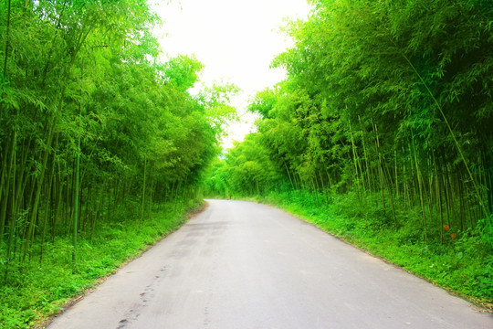 竹林 道路