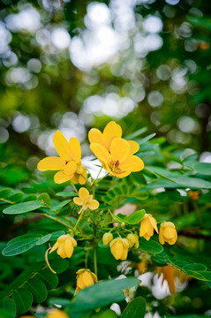 槐花 美洲黄槐