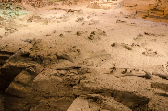 自贡恐龙化石遗址 自贡恐龙博物