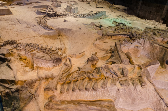 自贡恐龙化石遗址