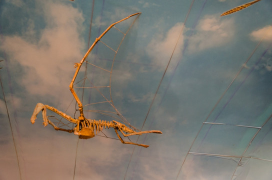 翼龙骨骼化石 自贡恐龙博物馆