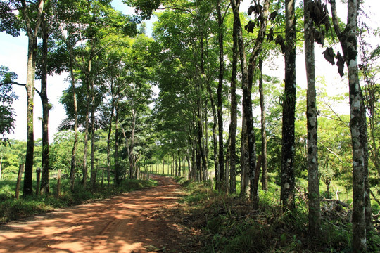 林荫小路