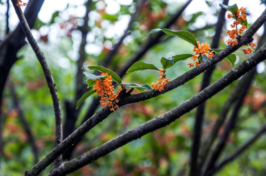 金桂花