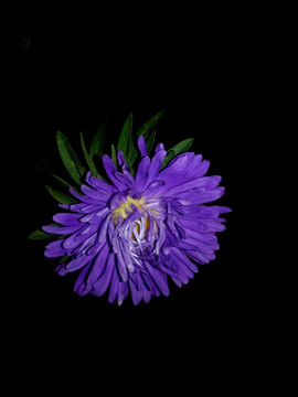 黑夜里盛开的蓝紫翠菊花