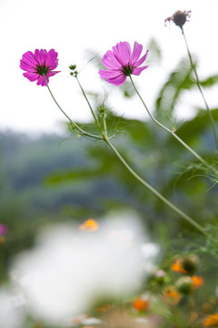 格桑花