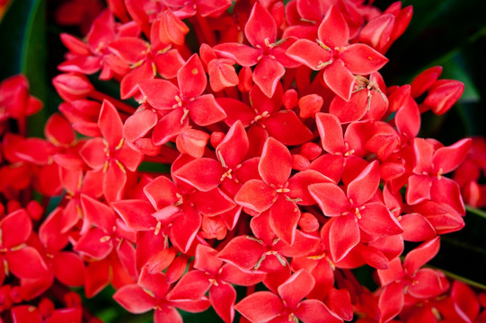 龙船花