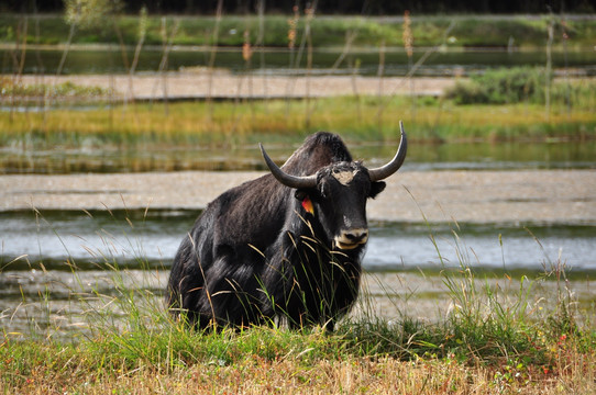 西藏耗牛