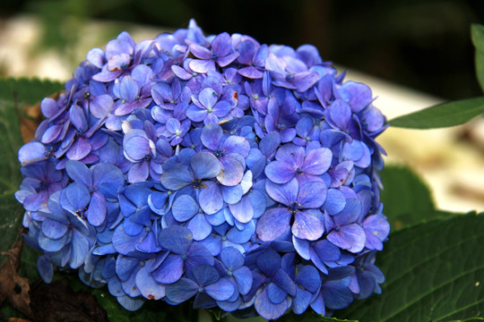 绣球花 木绣球 八仙花