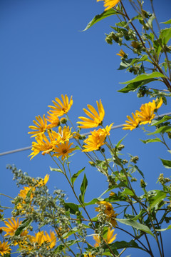 菊芋