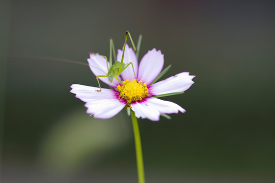 小花与动物