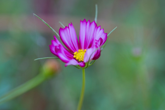 小红花