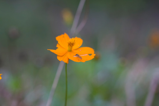 小花与蜂