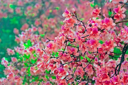 杜鹃花