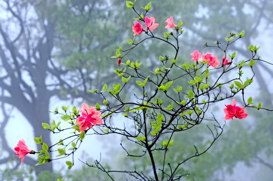 杜鹃花