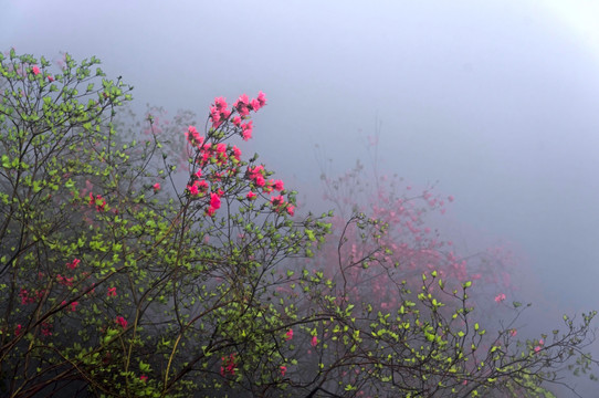 杜鹃花