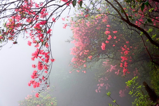 杜鹃花