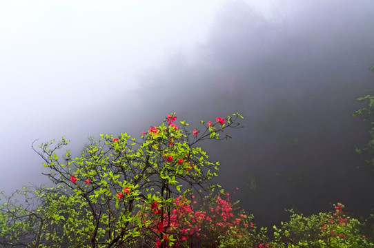 杜鹃花
