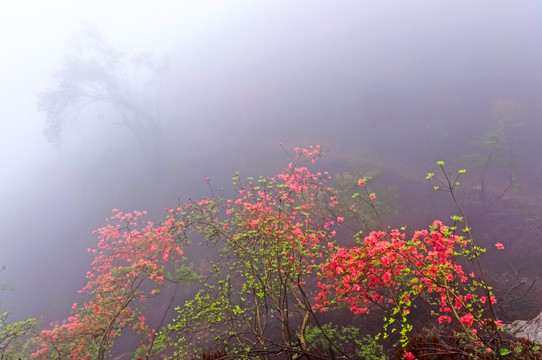 杜鹃花