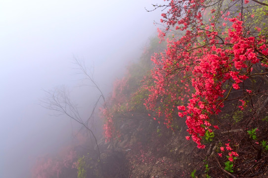 杜鹃花