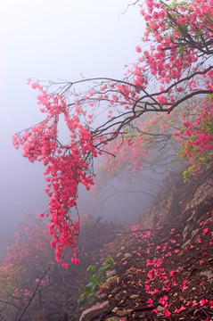 杜鹃花