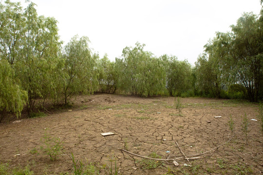 湿地 草地 藻泽地