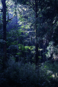 阿里山原始森林