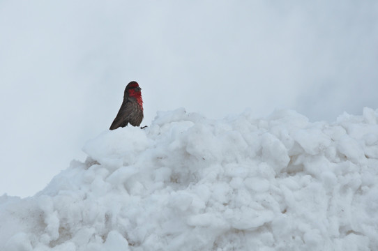 雪山