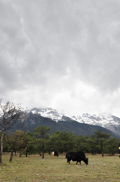 雪山