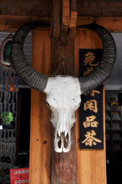 牛头骨