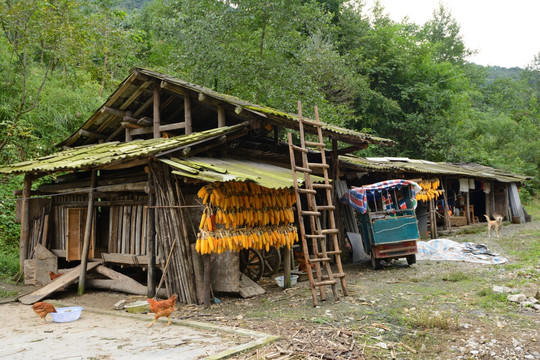 都江堰山村玉米丰收