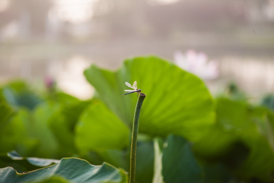 荷叶上的蜻蜓 虚实对比