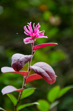 红花继木