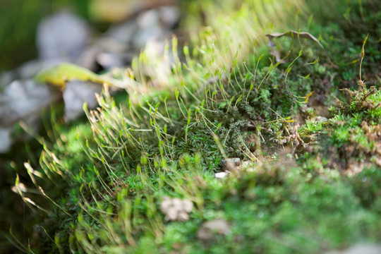 花草 苔藓 地草 盆景 草地