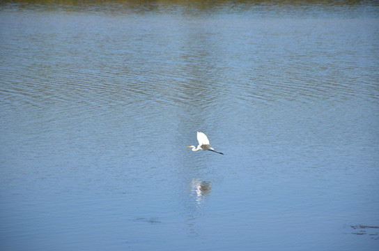 水中的白鹭