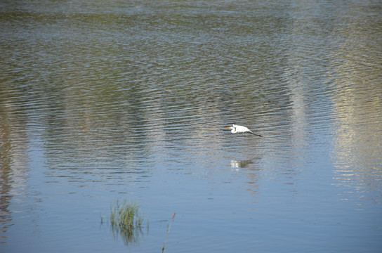 水中的白鹭