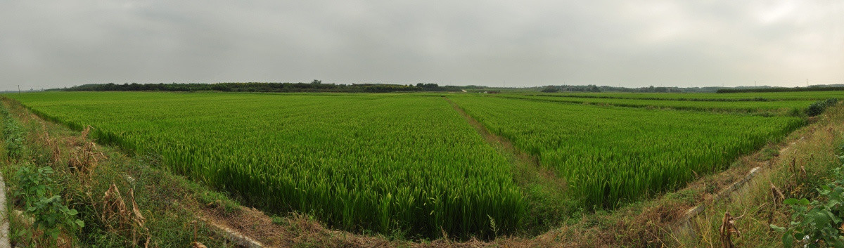 千亩生态水稻全景图
