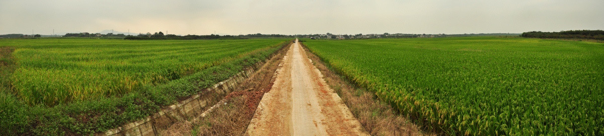 千亩水稻田全景图