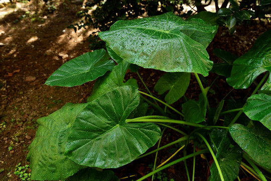 滴水观音