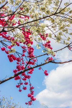 樱花