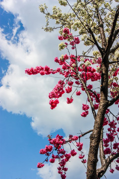 樱花