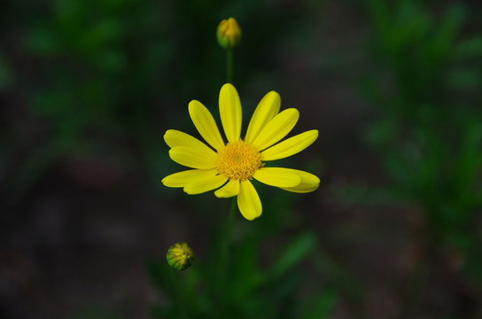 黄金菊