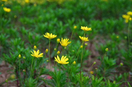 黄金菊