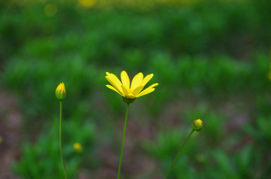 黄金菊